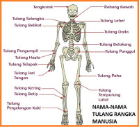 Image of Tulang Dan Tubuh Kita